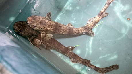 FOTOS: Un tiburón cae del cielo mientras un hombre prepara té