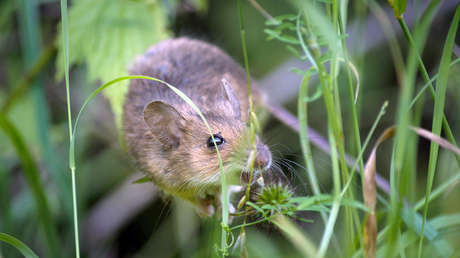 Despliegan un operativo para acabar con el peligroso "ratón del millón de dólares"