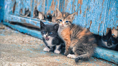 Twitter celebra el Día Internacional del Gato