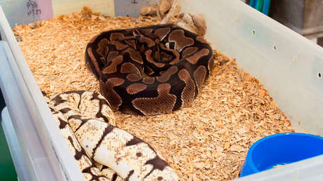 Argentina: Incautan 219 serpientes en un departamento de Buenos Aires (FOTOS)