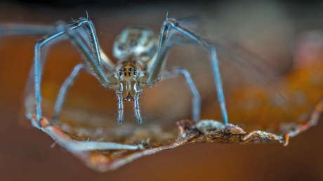 Horror en la Red: Un presentador de TV encuentra arañas gigantes en su cocina (FOTO)