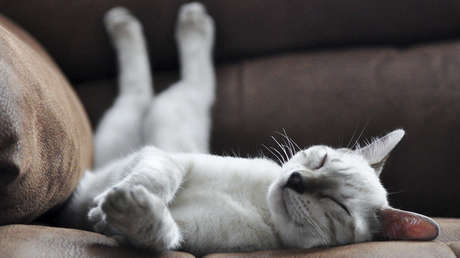 Los 'flashmobs' protagonizados por mascotas dormidas inundan Twitter (FOTOS)