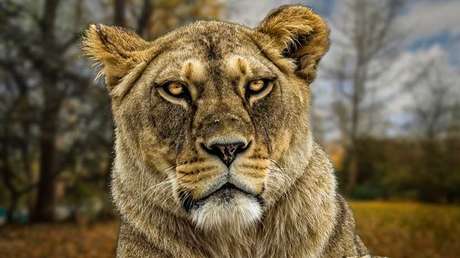 Una leona mutila hasta la muerte a una mujer en un santuario de Sudáfrica