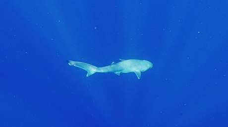 'Con la boca abierta': Científicos realizan sorprendente hallazgo sobre los tiburones