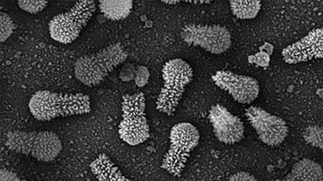 FOTOS: Descubren en Brasil los dos virus más grandes en la historia 