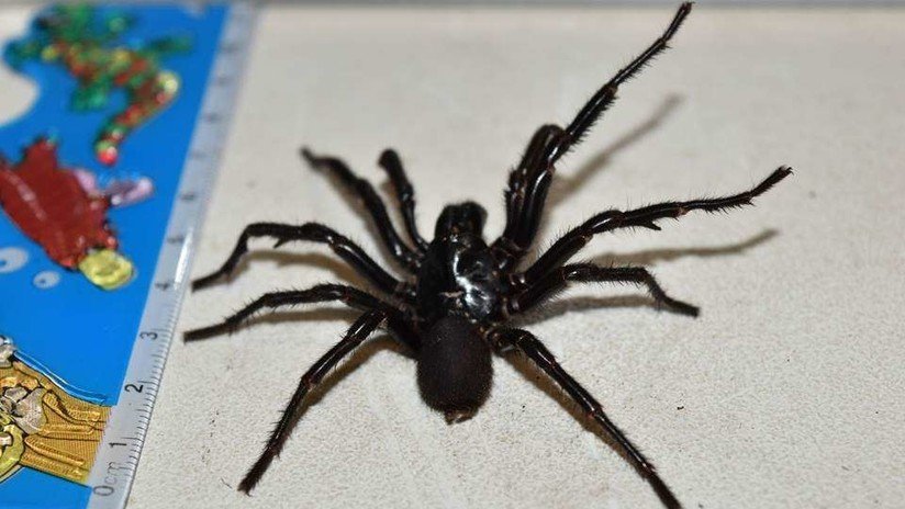 VIDEO IMPACTANTE: Conozca a Colossus, la araña venenosa más grande de Australia
