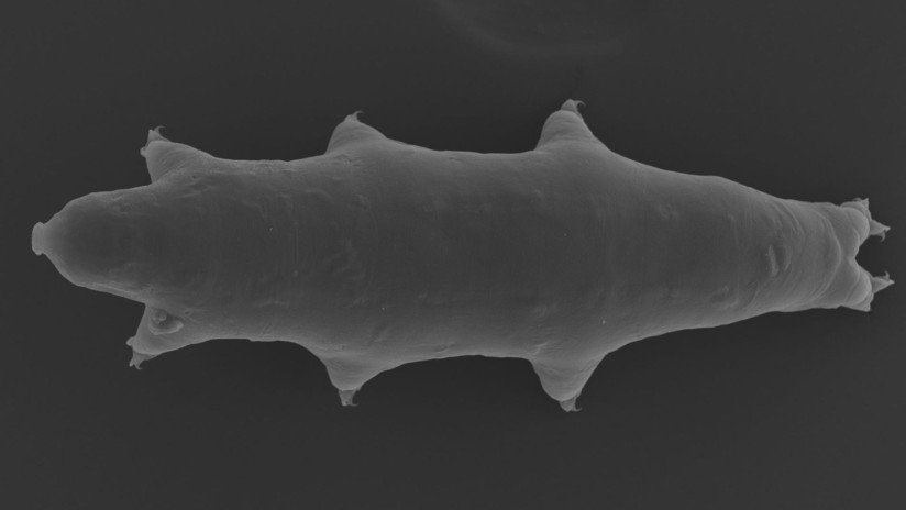 Descubren una nueva especie del animal más resistente de la Tierra en un aparcamiento