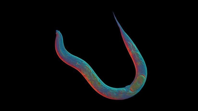 Inyectan lombrices devastadoras a humanos en busca de una vacuna