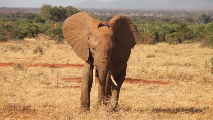 La Administración Trump levanta la prohibición a la importación de trofeos de caza africanos