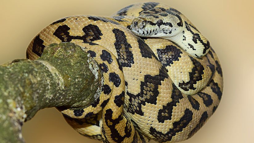 VIDEO: Una electricista captura a una pitón que se ocultaba bajo una casa tras comerse un gato