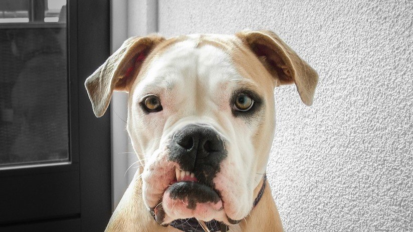 ¿Le dan miedo los tiburones? Comprueban que los perros son más 'mortíferos' para el hombre