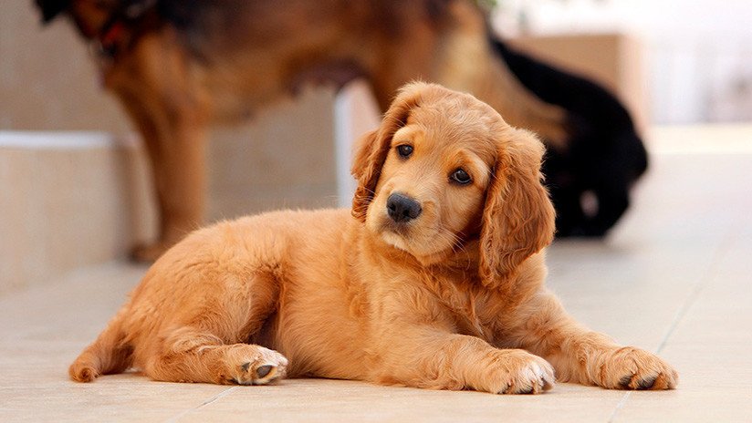 FOTO: Perro con cara de humano causa furor en la Red