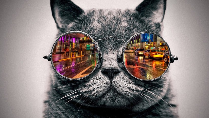 FOTOS: El extraño caso del gato que 'vende' pescado en Vietnam