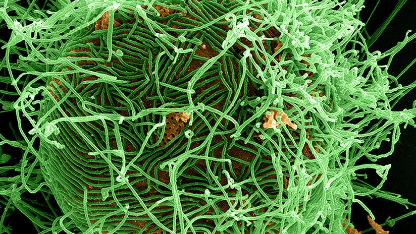 La OMS advierte: La misteriosa enfermedad X podría causar una grave epidemia internacional