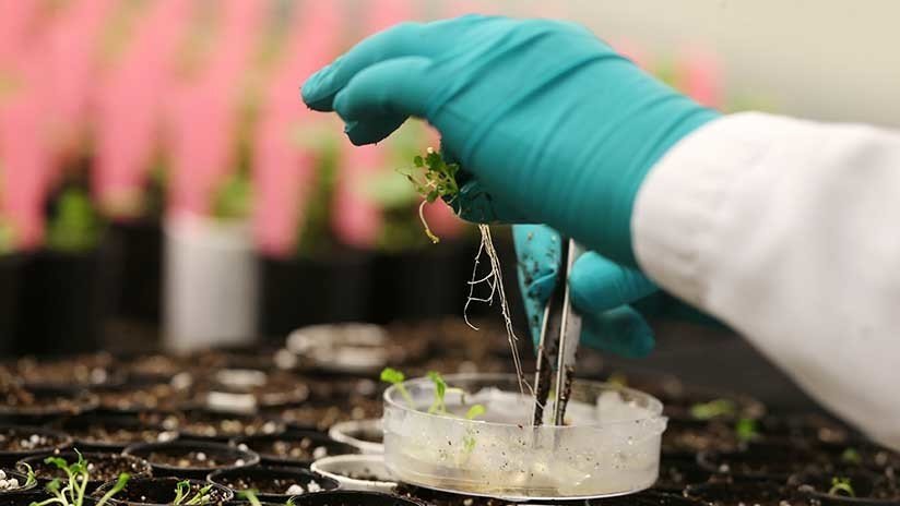 Monsanto está detrás de una compañía de 'edición genética' en EE.UU.