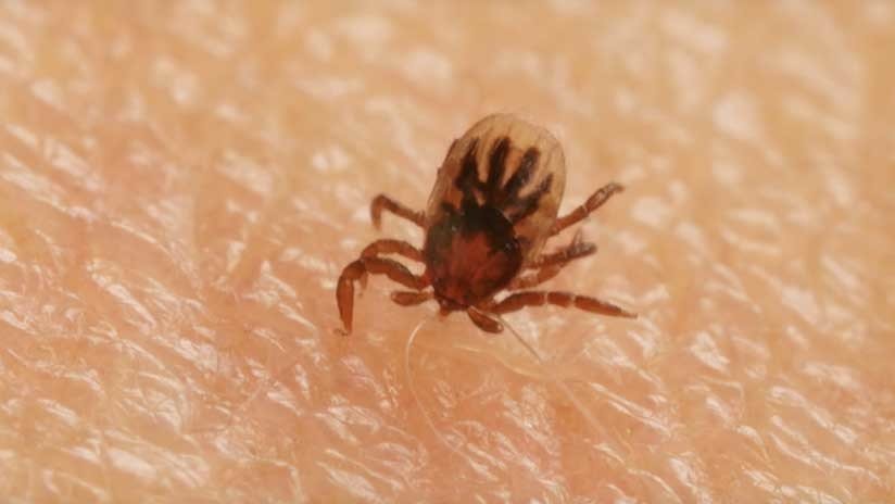 Escalofriante: Mira como la garrapata 'excava' la piel (VIDEO)