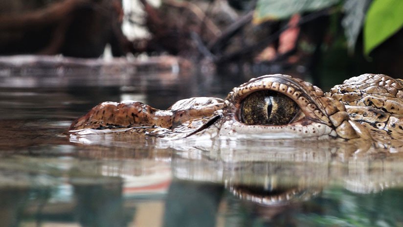VIDEO: Hallan el cadáver de un 'monstruo del lago Ness' en EE.UU.