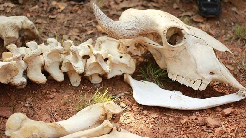 Revelan por qué los mayas empezaron a criar animales hace 2.500 años