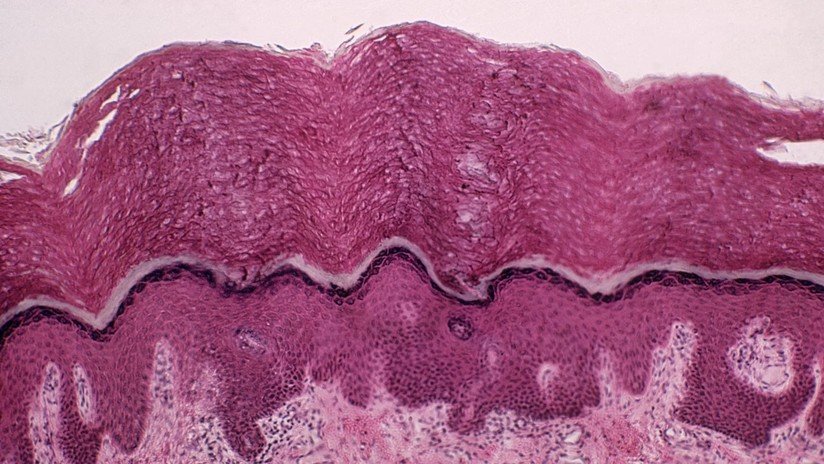 Descubren un nuevo órgano en el ser humano