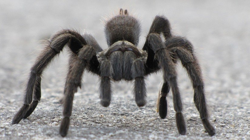 VIDEO: Momento infartante cuando una tarántula trepa por una pierna en un abrir y cerrar de ojos