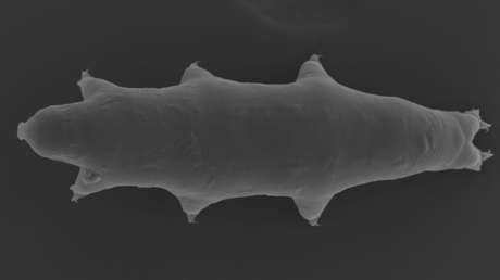 Descubren una nueva especie del animal más resistente de la Tierra en un aparcamiento