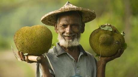 ¿Una solución para el hambre en el mundo? La 'fruta de los pobres' que podría salvar a millones