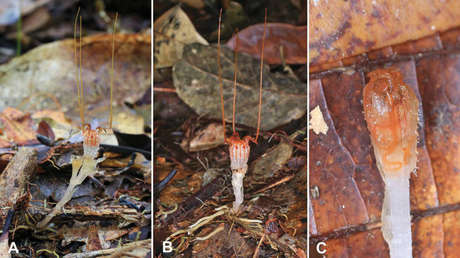 Un grupo de científicos redescubre una "mítica" planta parásita