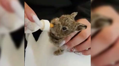 VIDEO: El aeropuerto de Dublín salva de muerte segura por frío a una entrañable cría de liebre