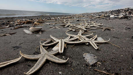 FOTOS, VIDEO: Un "Armagedón" de estrellas marinas se desató en una playa de Reino Unido