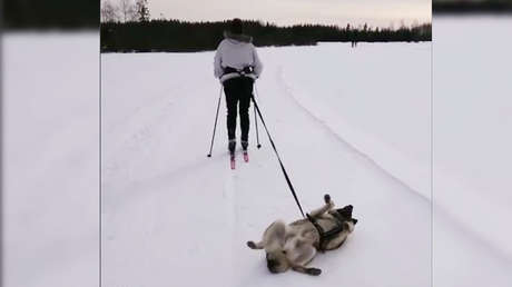 VIDEO: Un perro "desmotivado" causa furor en la Red