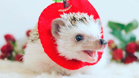 FOTOS: El gracioso erizo cuya vida es la envidia de Instagram