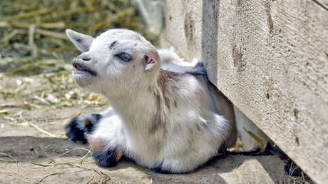 Foto: Un granjero salva a un cordero recién nacido metiéndolo en un horno