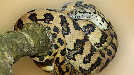 VIDEO: Una electricista captura a una pitón que se ocultaba bajo una casa tras comerse un gato