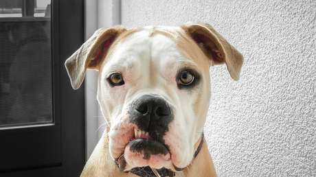 ¿Le dan miedo los tiburones? Comprueban que los perros son más 'mortíferos' para el hombre