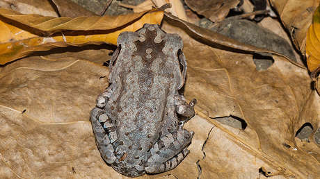 VIDEO: Un sapo sin rostro que se mueve y salta en un bosque de EE.UU.