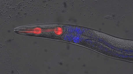 VIDEO: Encuentran la mayor señal de la muerte inminente