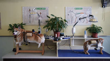 ¿Su mascota se enfermó? China responde con la acupuntura para los gatos y perros