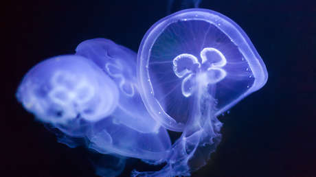 'Chips' de medusa, el extraño y saludable aperitivo del futuro