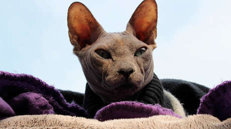 VIDEO: Un misterioso gato revoluciona las redes