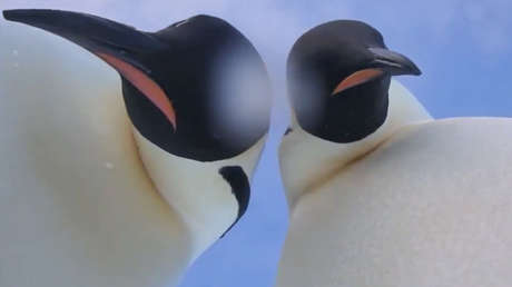 VIDEO: Dos curiosos pingüinos de la Antártida hallan una cámara y se hacen un gracioso selfie