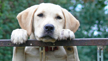 VIDEO: Despiden a un repartidor de Amazon por dejar caer un paquete sobre un cachorro