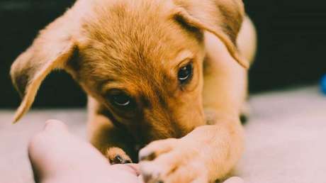 FOTOS: Los asombrosos parecidos del 'perro con cara humana' con las celebridades