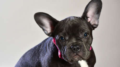 Muere un perro en un vuelo de United Airlines tras ser obligado a ir como equipaje de mano