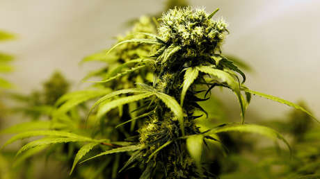 ¿Podría el cannabis ayudar a tratar el eccema y la psoriasis?