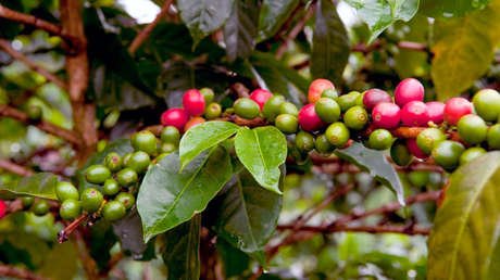 El país latinoamericano que quiere recuperar su riqueza de 'oro verde'