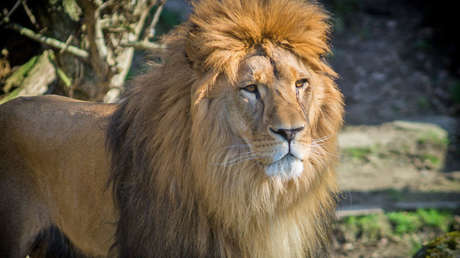México: Un león mata a un cuidador que olvidó cerrar una puerta
