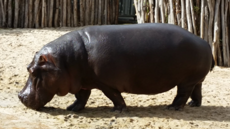 FOTO: Vea al inusual forastero que paseó por un pueblo de España
