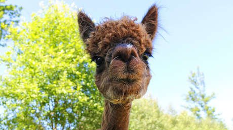 FOTO: Dos alpacas ante un paso de cebra... ¿en Varsovia?