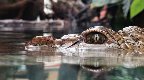 VIDEO: Hallan el cadáver de un 'monstruo del lago Ness' en EE.UU.