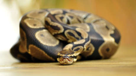 FOTO: Un joven es atacado por una pitón mientras estaba sentado en el váter